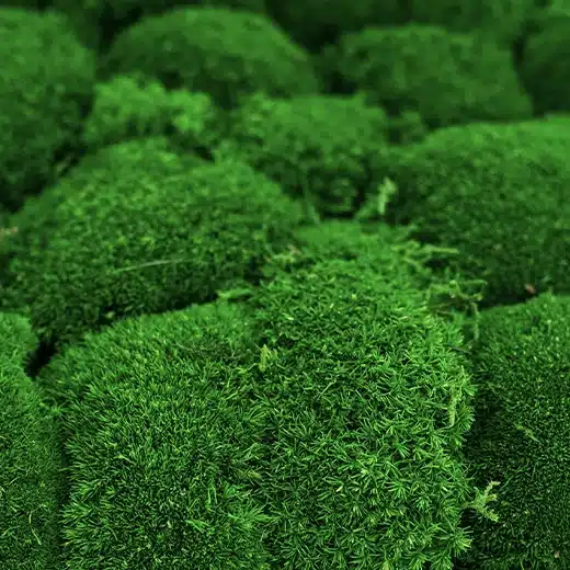 Ball Moss bevarad grön vägg - NRC 0,73, högsta akustiska absorption