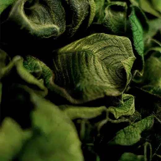 Velvet Leaf bevarad grön vägg - NRC 0,65, visuellt djup med absorption i mellanområdet